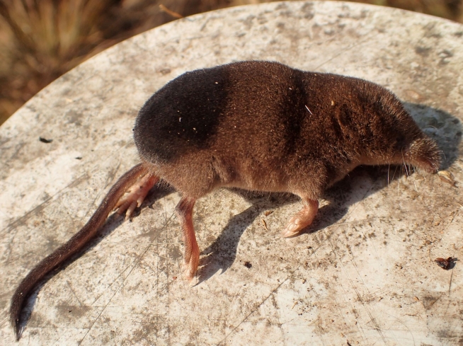 写真：オオアシトガリネズミ