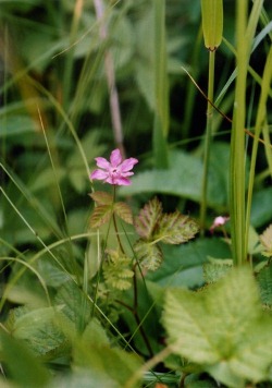 写真：チシマイチゴの花