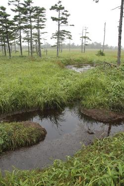 写真：古釜布（ふるかまっぷ）湿原