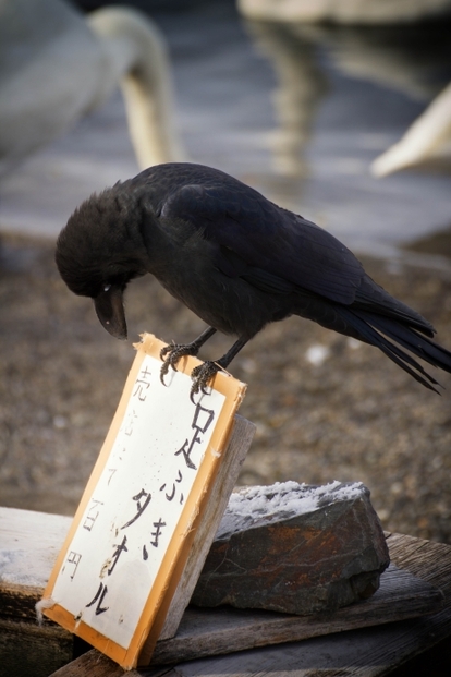 写真：館長賞