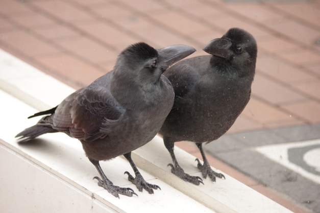 写真：友の会賞1