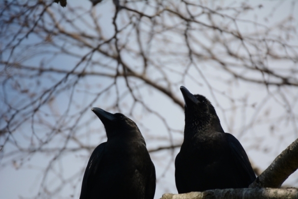 写真：カラス