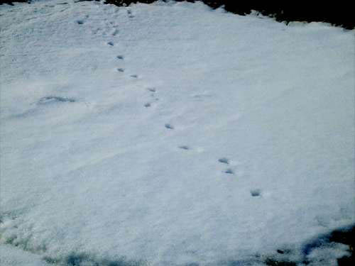 写真：残雪に動物の足跡