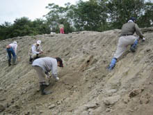 写真：化石の採集1