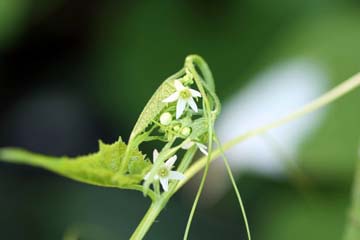 写真：ミヤマニガウリ