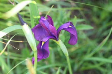 写真：ノハナショウブ