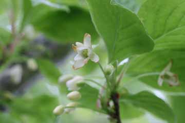 写真：チョウセンゴミシ（雌花）