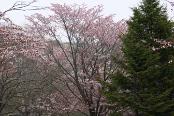 写真：エゾヤマザクラ