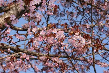 写真：満開のサクラ