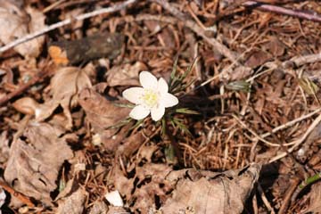 写真：ウラホロイチゲ