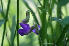 写真：春採湖畔の植物5