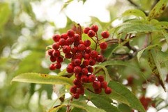 写真：春採湖畔の植物7