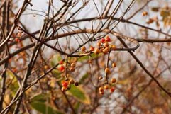 写真：春採湖畔の植物9