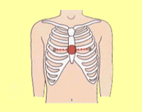 イラスト：胸骨圧迫部位