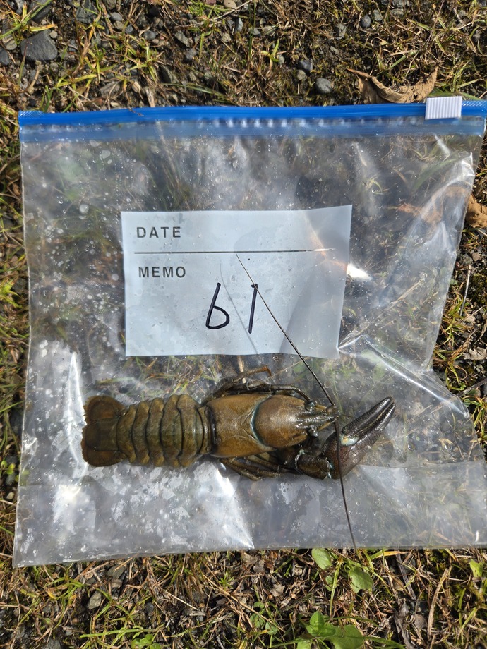 写真：ウチダザリガニ捕獲事業の様子3