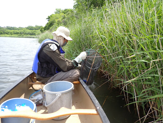 写真：ウチダザリガニ捕獲事業の様子2