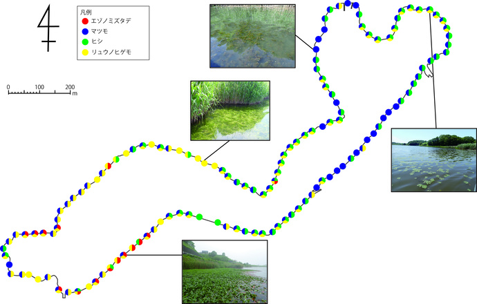 図：令和7年度水草分布