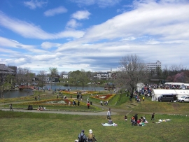 写真：鶴ケ岱公園のチューリップフェア