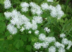 写真：自然ふれあい広場の花4