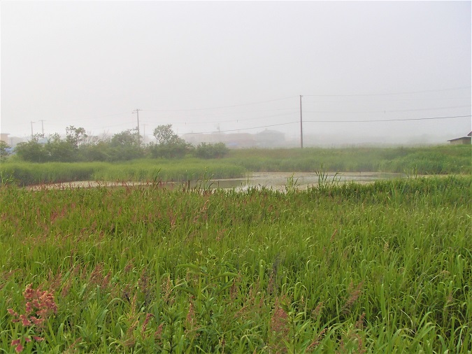 写真：池