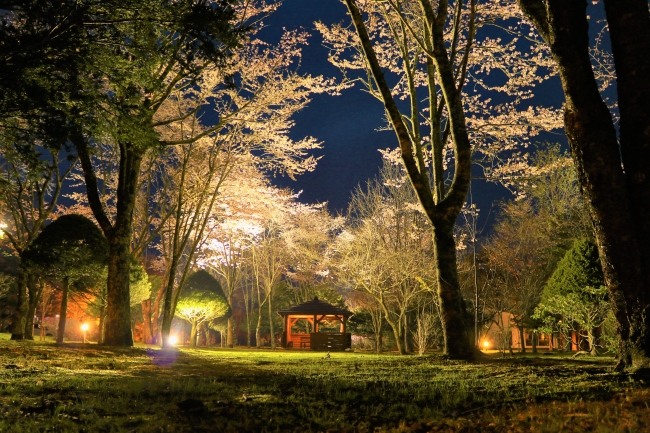 写真：桜ライトアップ