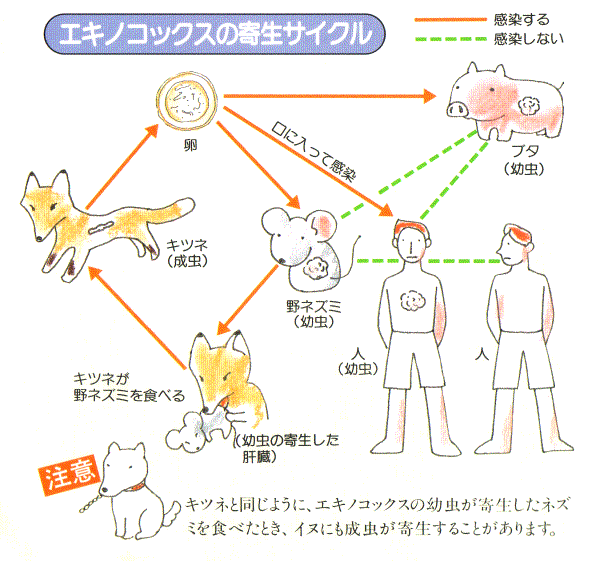 イラスト：エキノコックスの寄生サイクル