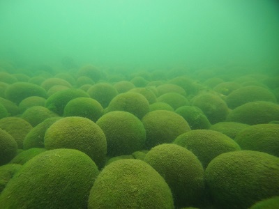 阿寒湖のマリモの画像