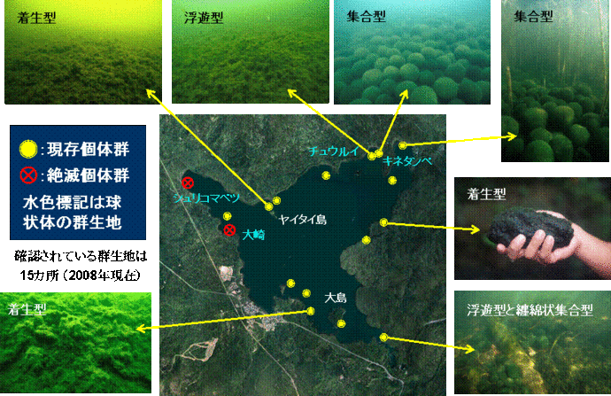 写真：阿寒湖の主なマリモ群生地とマリモの多様な生活形