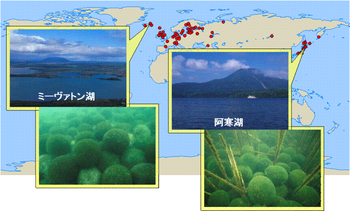 写真：マリモの世界的分布と球状体群落を有する湖
