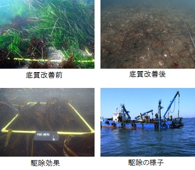写真：「雑海藻駆除事業（国庫補助金事業）」の実施
