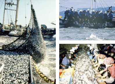 写真：水産加工業の歴史