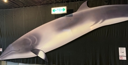 写真：パネル展示コーナーのミンク鯨