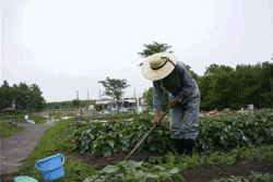 写真：市民ふれあい農園2