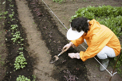 写真：市民ふれあい農園3