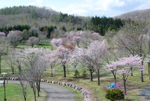 写真：休養村の桜1