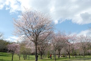 写真：休養村の桜2