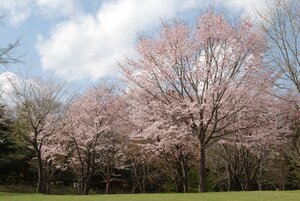 写真：休養村の桜3