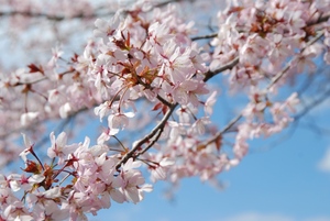 写真：休養村の桜4