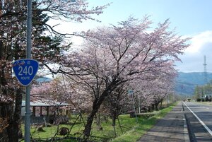 写真：上徹別の桜1