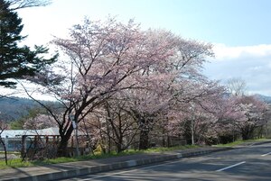 写真：上徹別の桜2