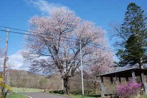 写真：上徹別の桜3