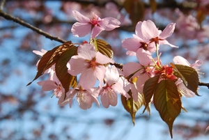 写真：上徹別の桜4