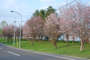 写真：阿寒中学校の桜1