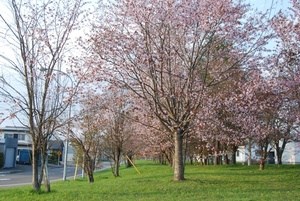 写真：阿寒中学校の桜2