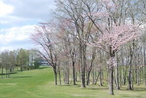 写真：阿寒カントリークラブの桜2