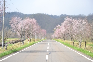 写真：上音別桜並木街道