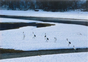 写真：音別川のタンチョウ