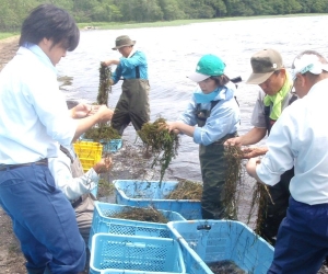 写真：水草の除伐作業