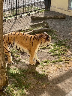 写真：4月14日ココア2