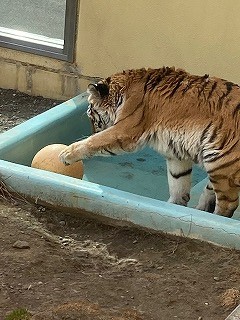 写真：4月14日ココア6